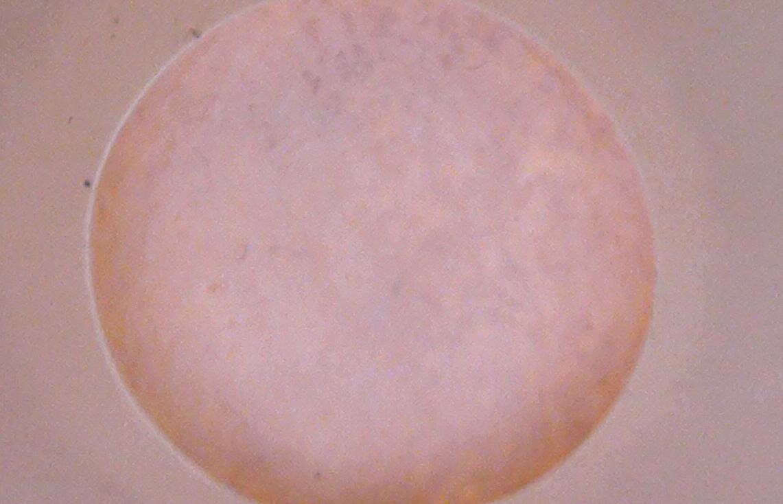 Genuine (original) and nongenuine KIRBY bags Articles by Kirby